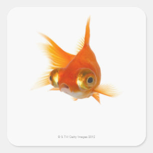 大きい目を持つ金魚 スクエアシール