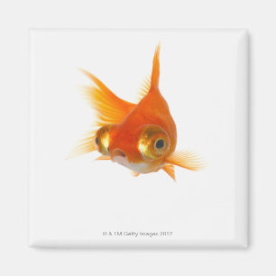 大きい目を持つ金魚 マグネット