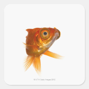 大きい目3を持つ金魚 スクエアシール