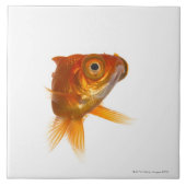大きい目3を持つ金魚 タイル (正面)