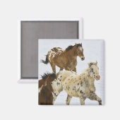 大きい角山、雪4で走っている馬 マグネット (正面/裏面)