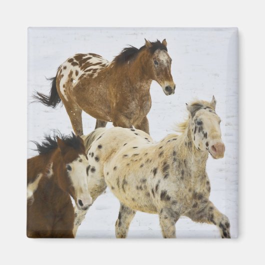 大きい角山、雪4で走っている馬 マグネット (正面)