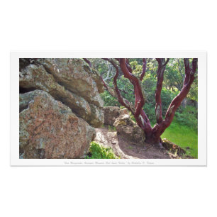 "大きい赤色がついた石の中の赤いManzanita、" フォトプリント