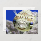 大きい青い目 ポストカード (正面/裏面)