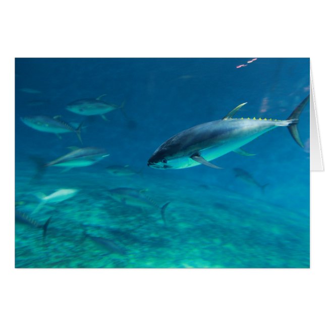 大きい魚 (正面横)