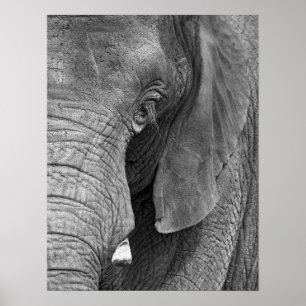 大きいL'Elephantのプリント- ポスター