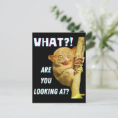 大きおもしろいい目のタルシエー何を見ているか ポストカード (スタンド正面)