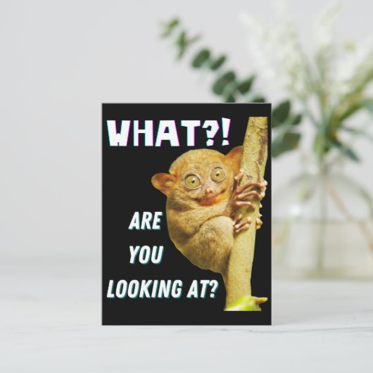 大きおもしろいい目のタルシエー何を見ているか ポストカード (スタンド正面)