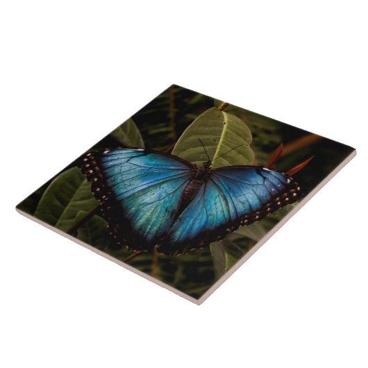 大きくて美しい青い蝶 タイル (側面)