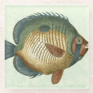 大きくカラフルな魚 ガラスコースター