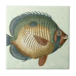 大きくカラフルな魚 タイル