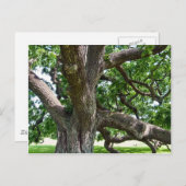 大きく古い木 ポストカード (正面/裏面)