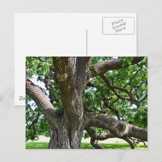 大きく古い木 ポストカード (正面/裏面)