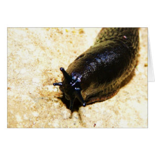 大きく黒いスラグ