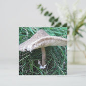 大きなかわいらしキノコ (スタンド正面)