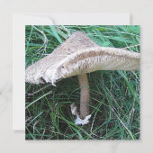 大きなかわいらしキノコ (正面)