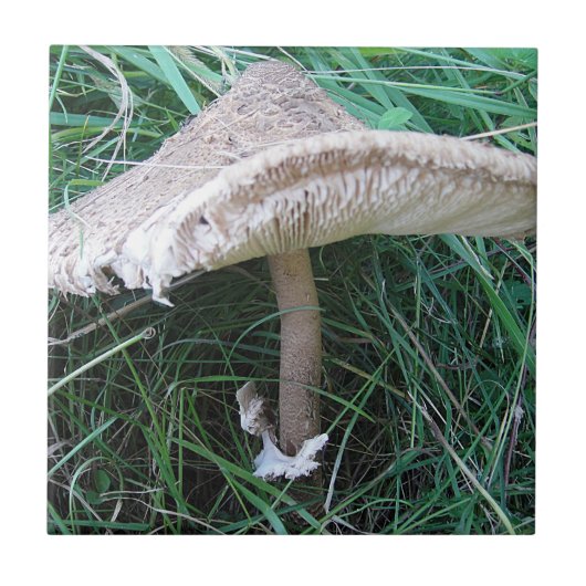 大きなかわいらしキノコ タイル (正面)