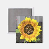 大きなひまわりデザイン – 円形または正方形 マグネット (正面/裏面)