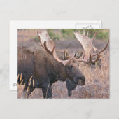 大きなオスのカナダシカ ポストカード (正面/裏面)