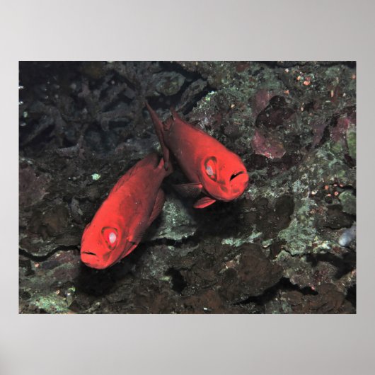 大きなオールドペアのビックアイ ポスター (正面)