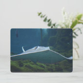 大きなサメの一種 招待状 (スタンド正面)