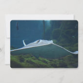 大きなサメの一種 招待状 (正面)