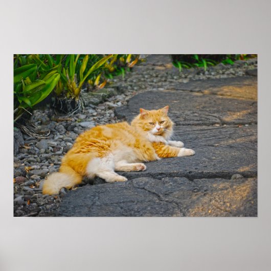 大きなジンジャーと白の猫 ポスター (正面)