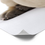 大きなダンの子犬がスタジオに横たわる ポスター (角)