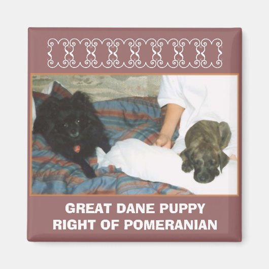 大きなダーンパピー マグネット (正面)