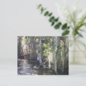 大きなヒノキ ポストカード (スタンド正面)