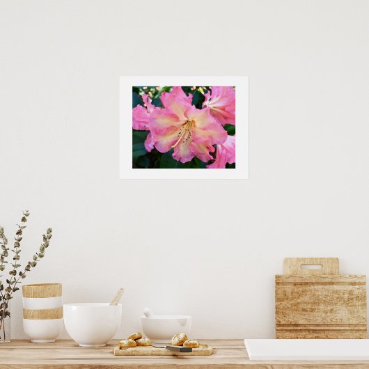 大きなピンクのシャクナゲの花の写真 ポスター (キッチン)