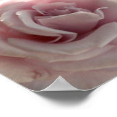 大きなピンク色のバラ ポスター (角)