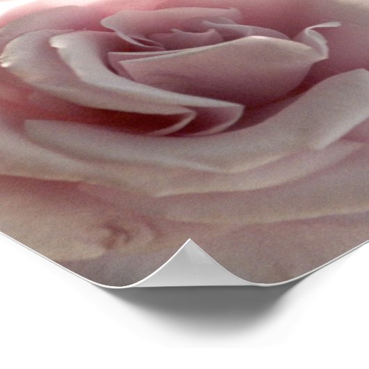 大きなピンク色のバラ ポスター (角)