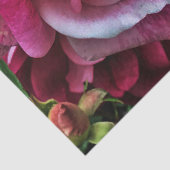 大きなピンク色のバラ 薄葉紙 (詳細)