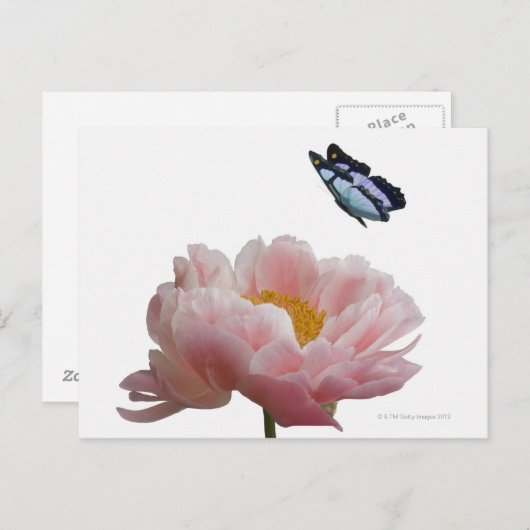 大きなピンク色の牡丹がエーテルの群れに訪れる ポストカード (正面/裏面)