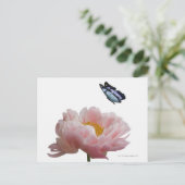 大きなピンク色の牡丹がエーテルの群れに訪れる ポストカード (スタンド正面)