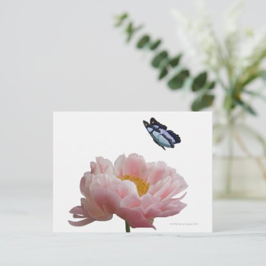 大きなピンク色の牡丹がエーテルの群れに訪れる ポストカード (スタンド正面)