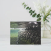 大きなワニ ポストカード (スタンド正面)