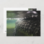 大きなワニ ポストカード (正面/裏面)