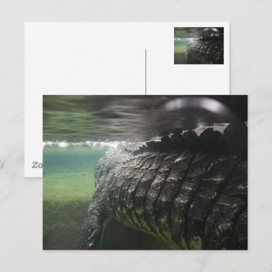 大きなワニ ポストカード (正面/裏面)