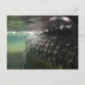 大きなワニ ポストカード (正面)