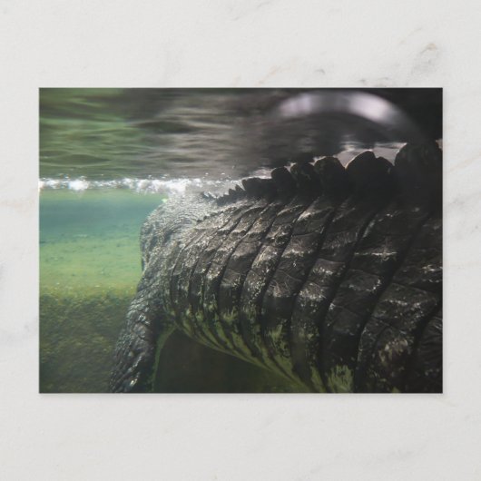 大きなワニ ポストカード (正面)