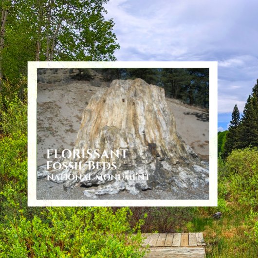 大きな切り株、フローリサン化石ベッド、WY ポストカード