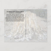 大きな切り株、フローリサン化石ベッド、WY ポストカード (裏面)