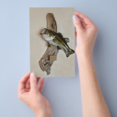 大きな口のベース チラシ (ハンドル)