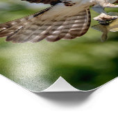 大きな口ベースのオスプレイ フォトプリント            (角)