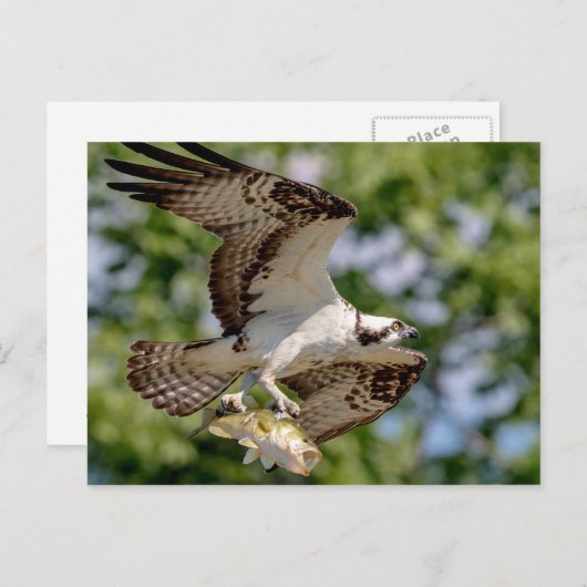 大きな口ベースのオスプレイ ポストカード (正面/裏面)