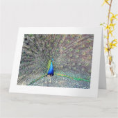 大きな孔雀グリーティングカード カード (黄色い花)