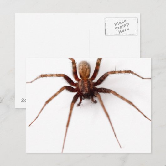 大きな怖いクモ ポストカード (正面/裏面)