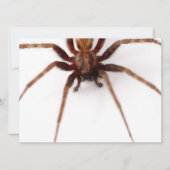 大きな怖いクモ 招待状 (正面)